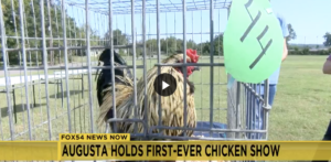 Read more about the article Augusta’s first Chicken Show